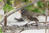 Small Ground-Finch